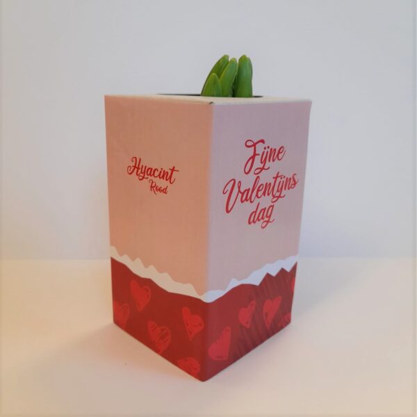 Fijne valentijnsdag - Hyacintbol
